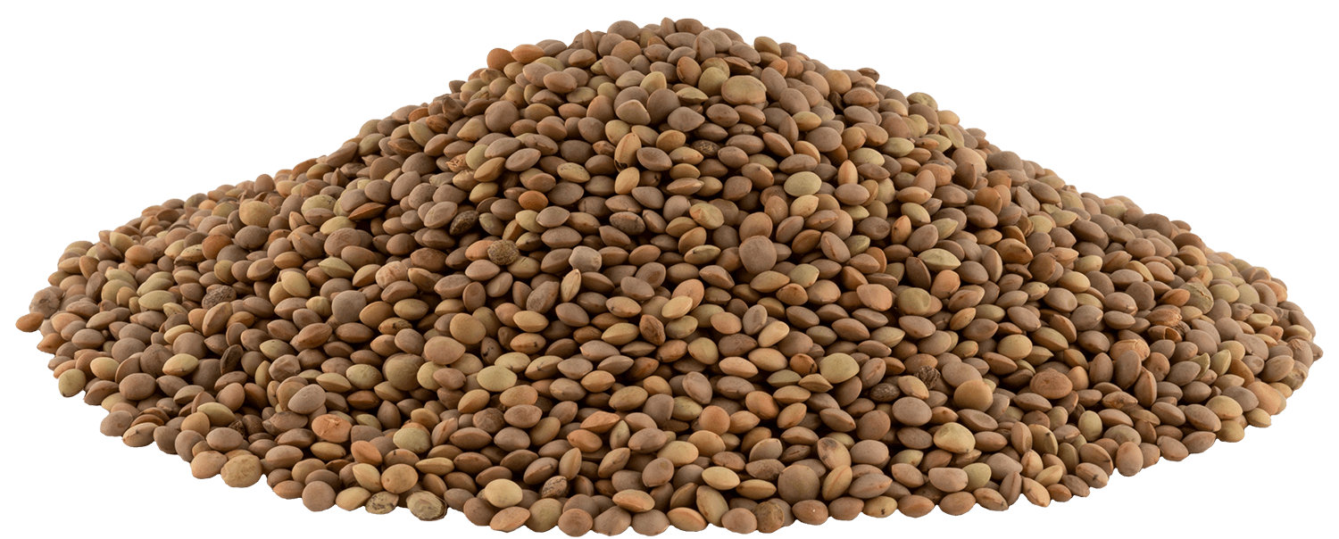 LENTICCHIE